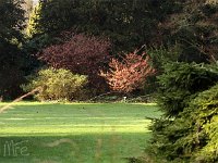 Kalm201401 Hamamelis Rubinstar u B Feuerzauber 5151